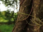 Tillandsia recurvata (12)