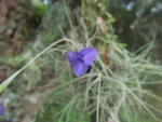 Tillandsia mallemontii (43)