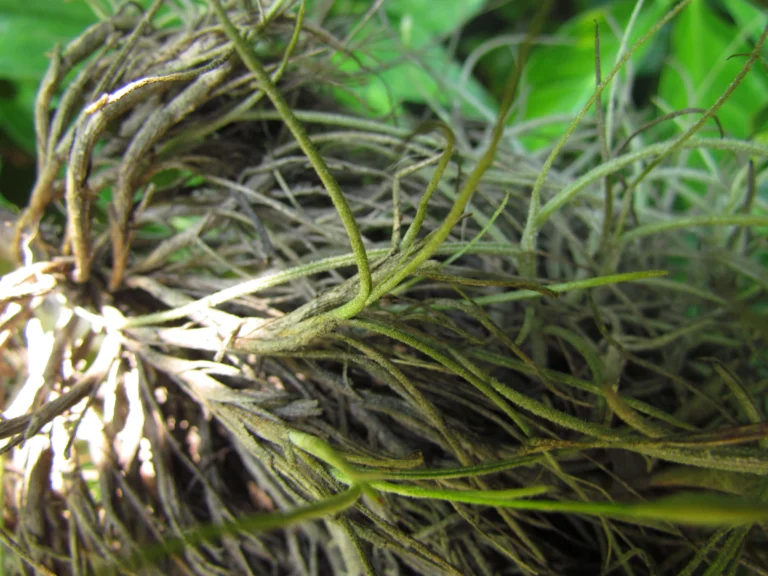 Tillandsia mallemontii (29)