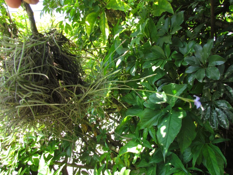 Tillandsia mallemontii (10)
