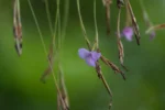Tillandsia mallemontii (3)