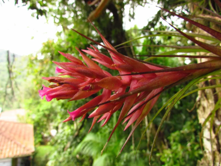 Tillandsia geminiflora (16)