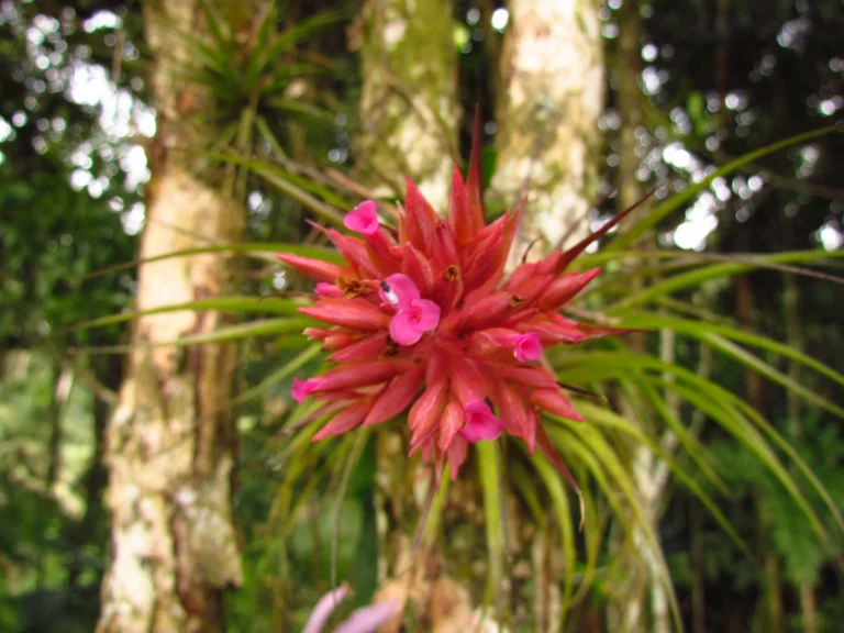Tillandsia geminiflora (15)