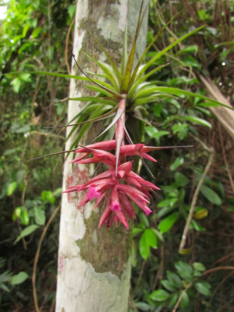 Tillandsia geminiflora (3)