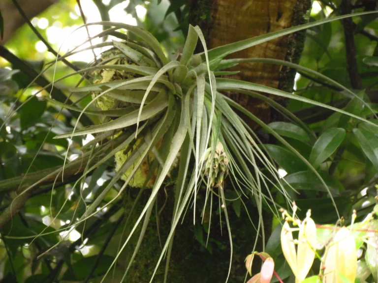 Tillandsia gardneri (21)