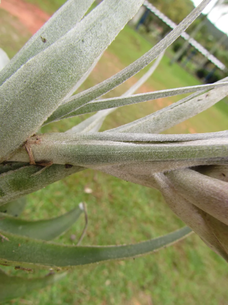 Tillandsia gardneri (19)