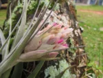 Tillandsia gardneri (17)