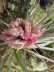 Tillandsia gardneri (15)