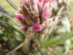 Tillandsia gardneri (16)