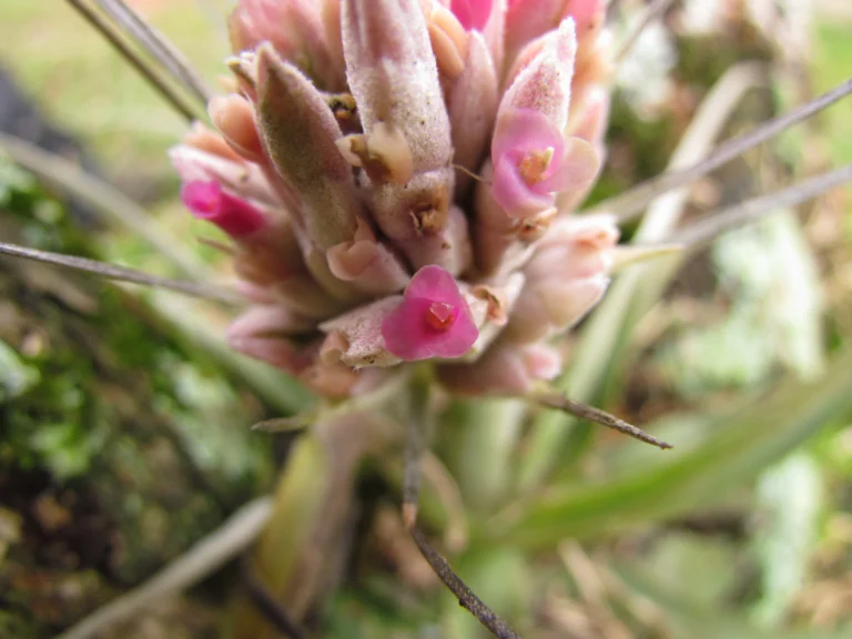 Tillandsia gardneri (16)