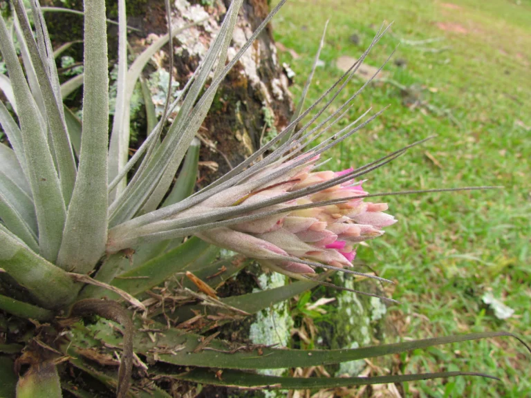 Tillandsia gardneri (14)