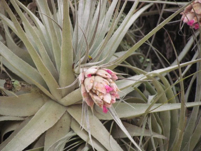 Tillandsia gardneri (13)
