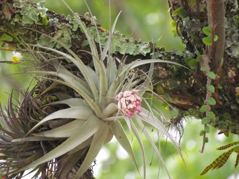 Tillandsia gardneri (11)