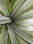 Tillandsia gardneri (5)