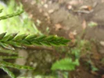 Racinaea spiculosa (24)