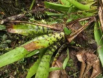 Racinaea spiculosa (20)