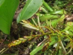 Racinaea spiculosa (18)