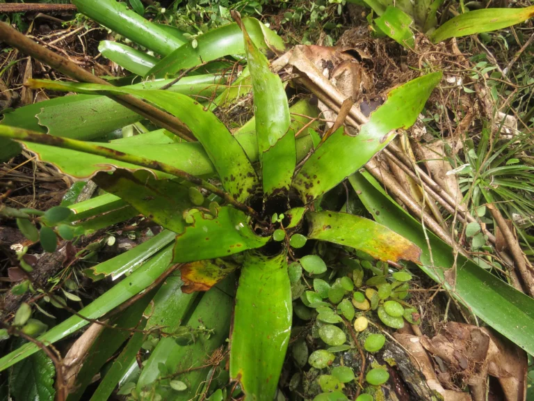 Racinaea spiculosa (19)