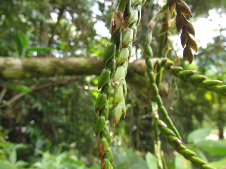 Racinaea spiculosa (13)