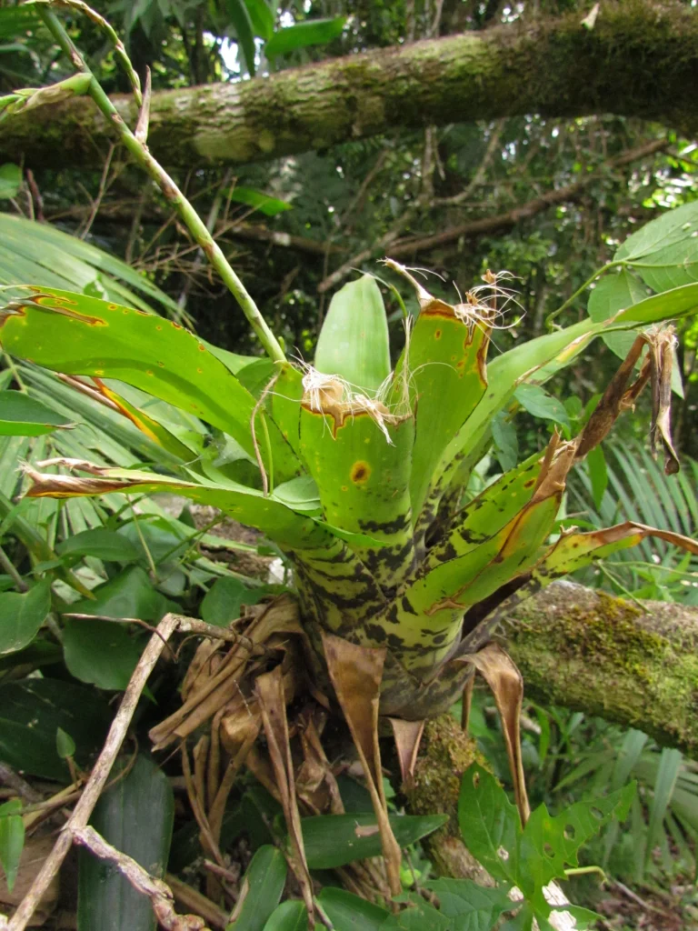 Racinaea spiculosa (14)