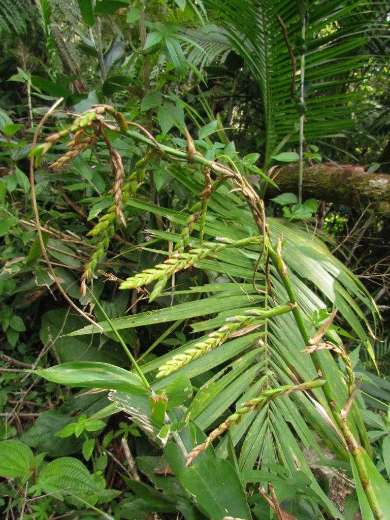 Racinaea spiculosa (11)