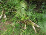 Racinaea spiculosa (10)