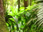 Racinaea spiculosa (8)