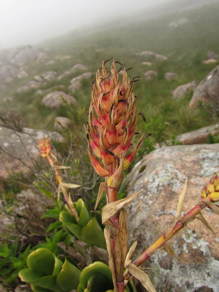 Quesnelia imbricata (3)