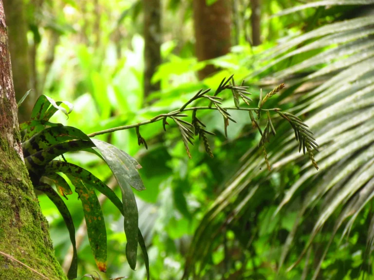 Racinaea spiculosa (1)