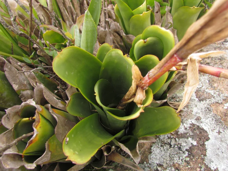 Quesnelia imbricata (1)