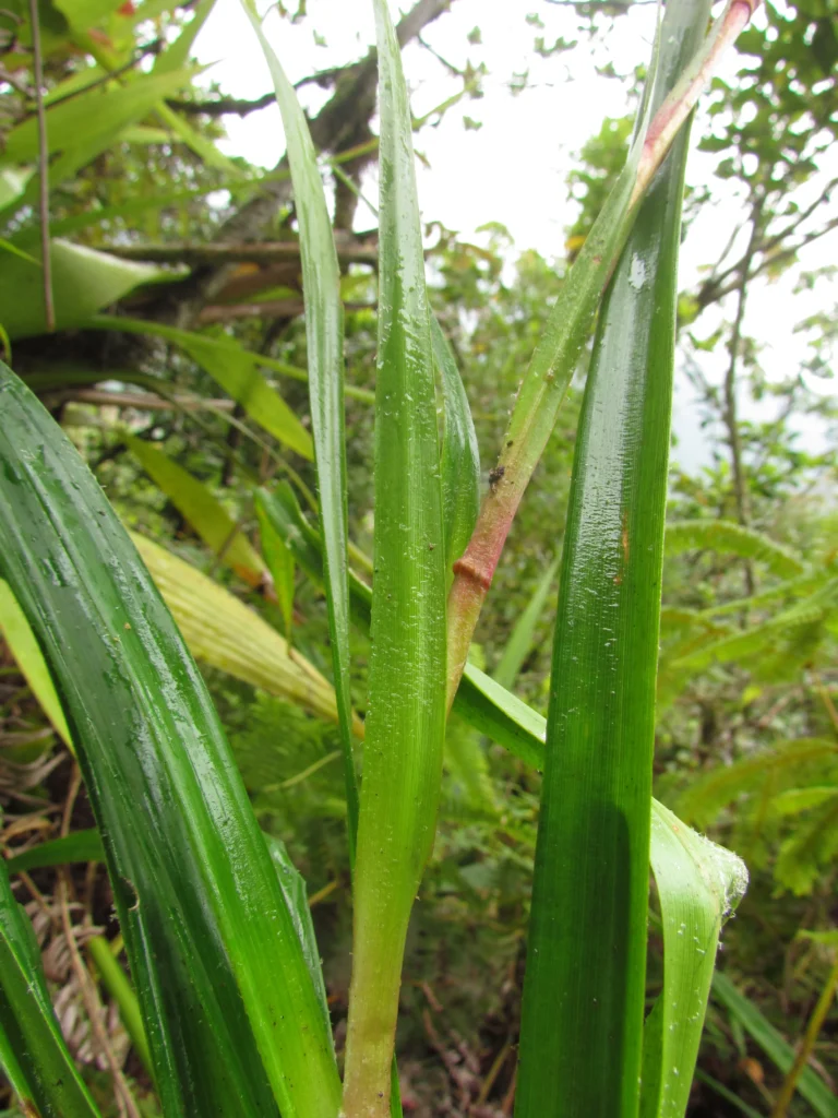 pitcairnia flammea (7)