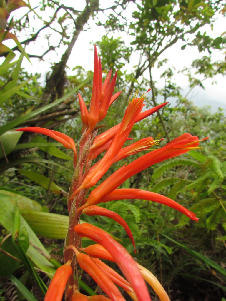 pitcairnia flammea (5)