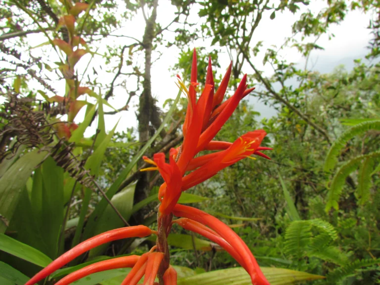 pitcairnia flammea (3)