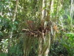 Nidularium procerum (23)