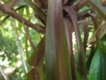 Nidularium procerum (20)