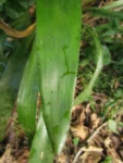 Nidularium procerum (6)