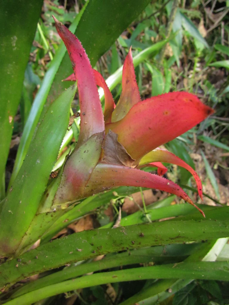 Nidularium procerum (7)