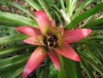 Nidularium procerum (4)