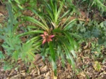 Nidularium procerum (3)