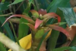 Nidularium procerum (1)