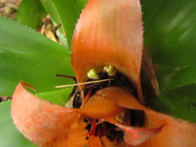 Nidularium amazonicum (13)