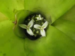 Neoregelia laevis (21)