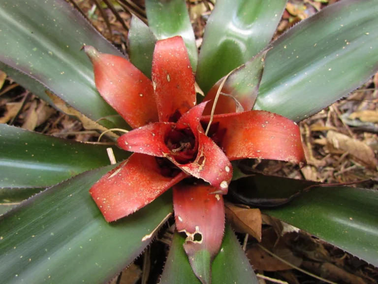Nidularium amazonicum (1)