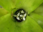 Neoregelia laevis (18)