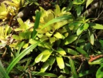Neoregelia laevis (16)