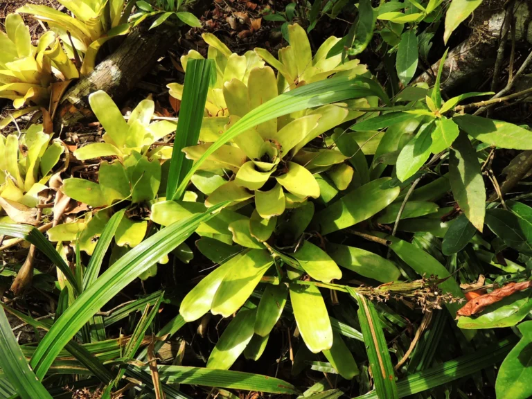 Neoregelia laevis (16)