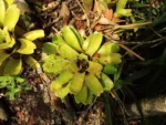 Neoregelia laevis (17)