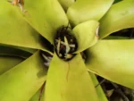 Neoregelia laevis (13)