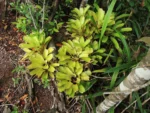 Neoregelia laevis (10)
