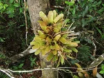 Neoregelia laevis (7)